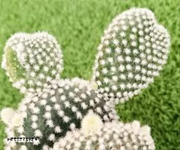 Natural_Bunny_Ear_Cactus_White_With_Out_Pot