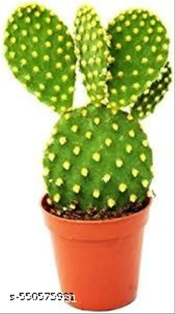 Natural_Yellow_Bunny_Ear_Cactus_Plant_Without_Pot