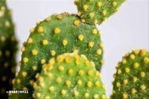 Natural_Yellow_Bunny_Ear_Cactus_Plant_Without_Pot