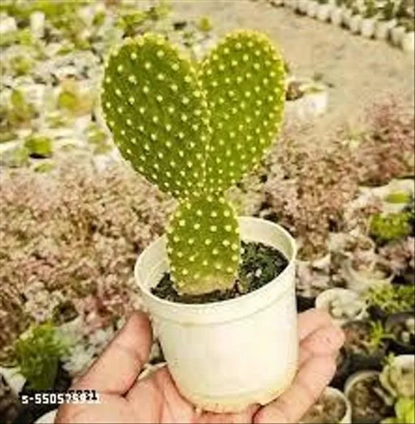 Natural_Yellow_Bunny_Ear_Cactus_Plant_Without_Pot