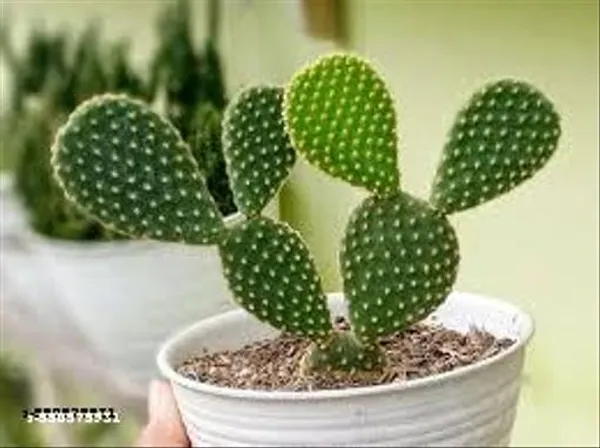 Natural_Yellow_Bunny_Ear_Cactus_Plant_Without_Pot