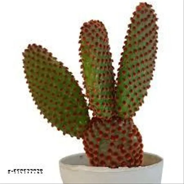 Natural_Live_Red_Bunny_Ear_Plant_With_Out_Pot
