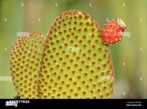 Natural_Live_Red_Bunny_Ear_Plant_With_Out_Pot