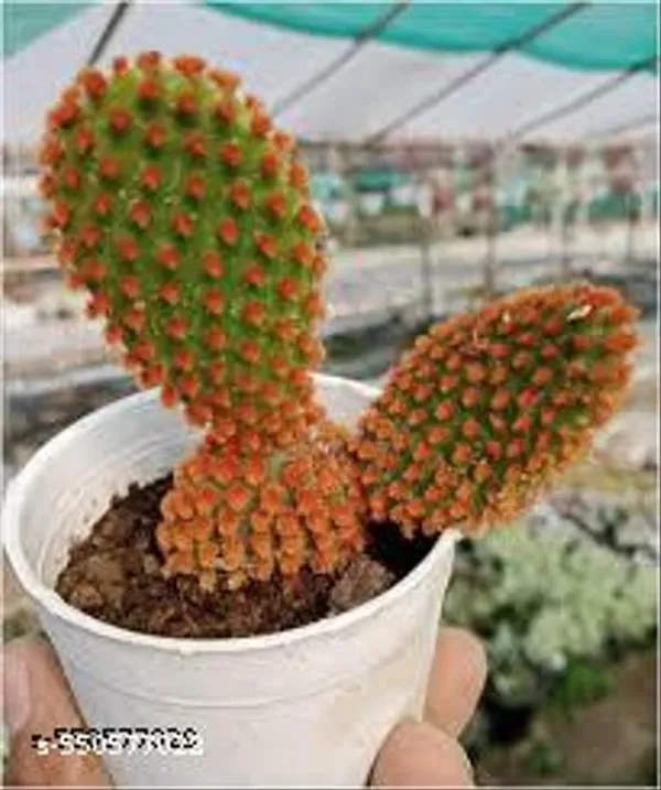 Natural_Live_Red_Bunny_Ear_Plant_With_Out_Pot