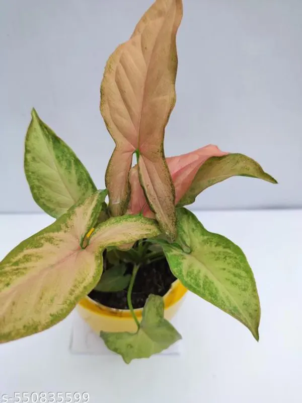 Natural_Butterfly_Pink_Syngonium_Plant