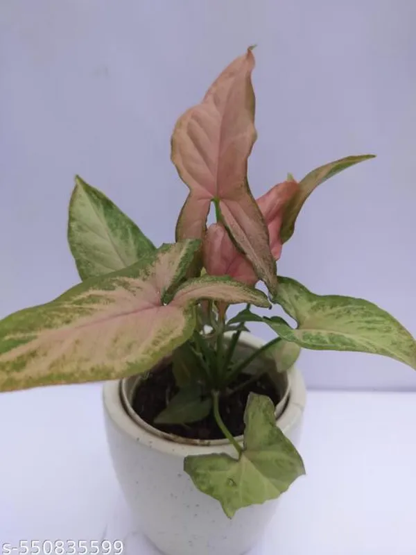 Natural_Butterfly_Pink_Syngonium_Plant