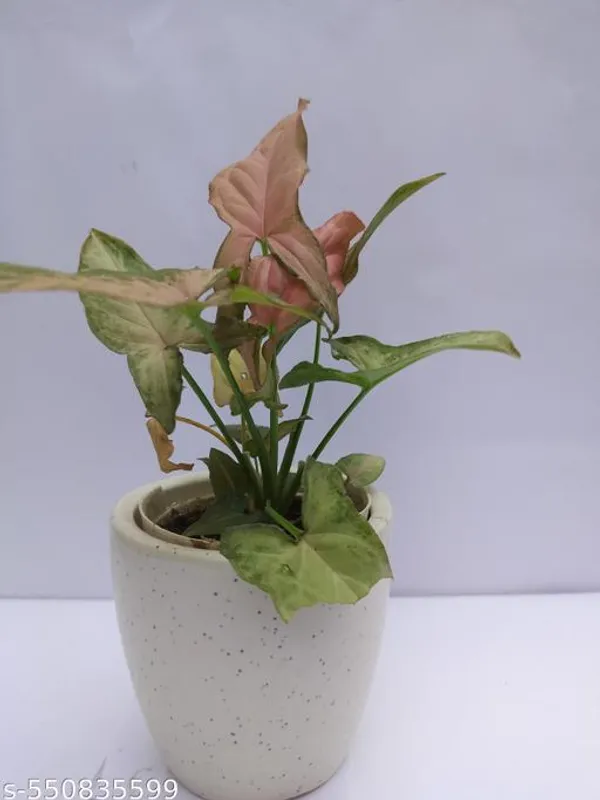 Natural_Butterfly_Pink_Syngonium_Plant