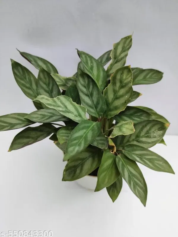 Natural_Rare_Calathea_Freddie_Live_Indoor_Plant_|_Natural_Prayer_Foliage_Plant_In_Pot_For_Home_Decor_|_Air_Purifier_House_Plant