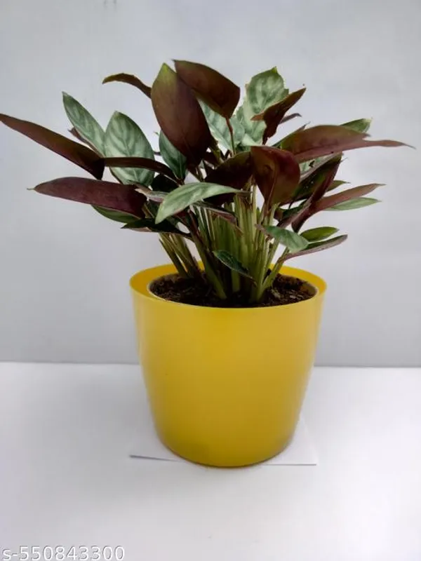 Natural_Rare_Calathea_Freddie_Live_Indoor_Plant_|_Natural_Prayer_Foliage_Plant_In_Pot_For_Home_Decor_|_Air_Purifier_House_Plant