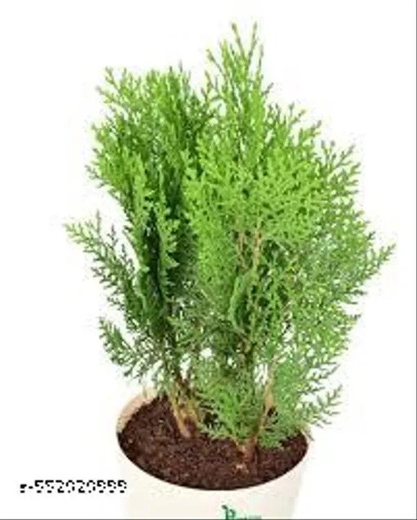 Natural_Live_Morepankhi_Plant_With_Without_Pot