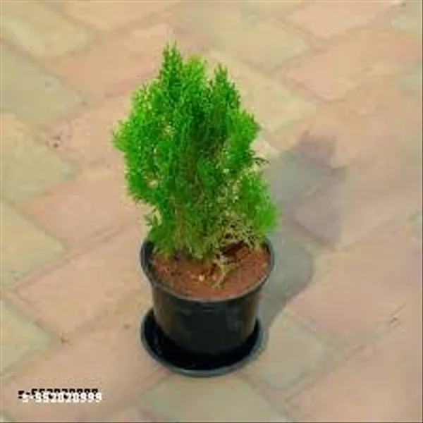 Natural_Live_Morepankhi_Plant_With_Without_Pot