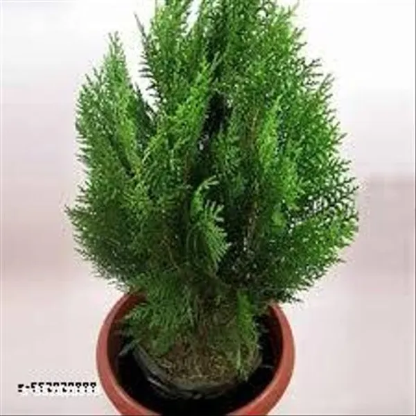 Natural_Live_Morepankhi_Plant_With_Without_Pot
