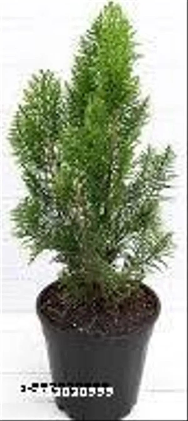 Natural_Live_Morepankhi_Plant_With_Without_Pot