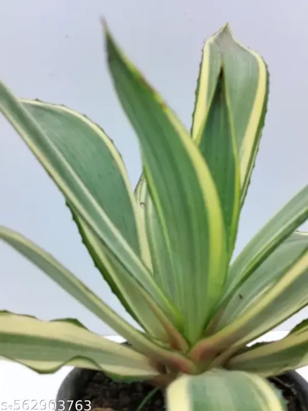 Natural_Live_Agave_Plant_With_Out_Pot