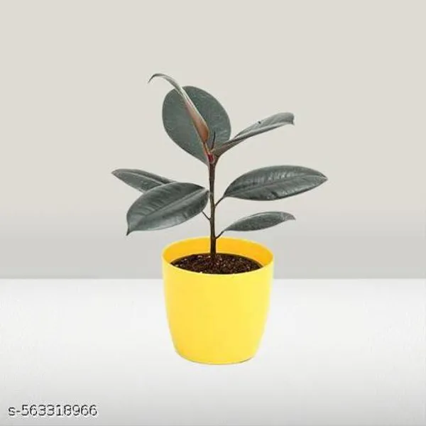 Natural_Ficus_Elastica_Black_Ubber_Plant_With_Nursery_Pot