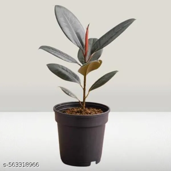 Natural_Ficus_Elastica_Black_Ubber_Plant_With_Nursery_Pot