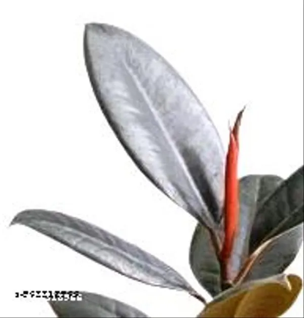 Natural_Ficus_Elastica_Black_Ubber_Plant_With_Nursery_Pot