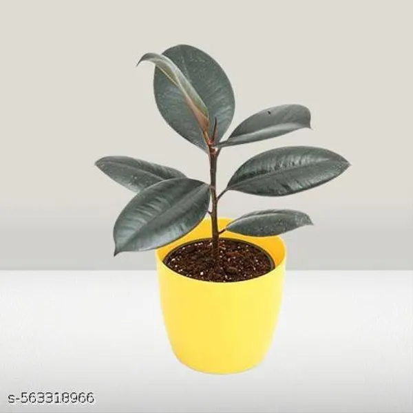 Natural_Ficus_Elastica_Black_Ubber_Plant_With_Nursery_Pot