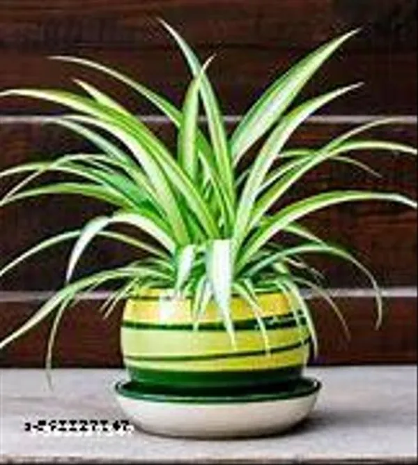 Natural_Live_Spider_Plant_For_Home_Decor_With_4_Inch_Nursery_Pot