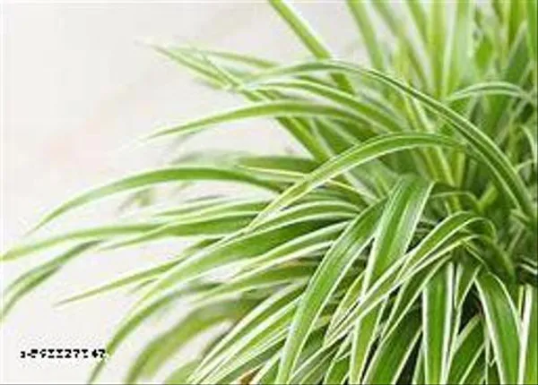 Natural_Live_Spider_Plant_For_Home_Decor_With_4_Inch_Nursery_Pot