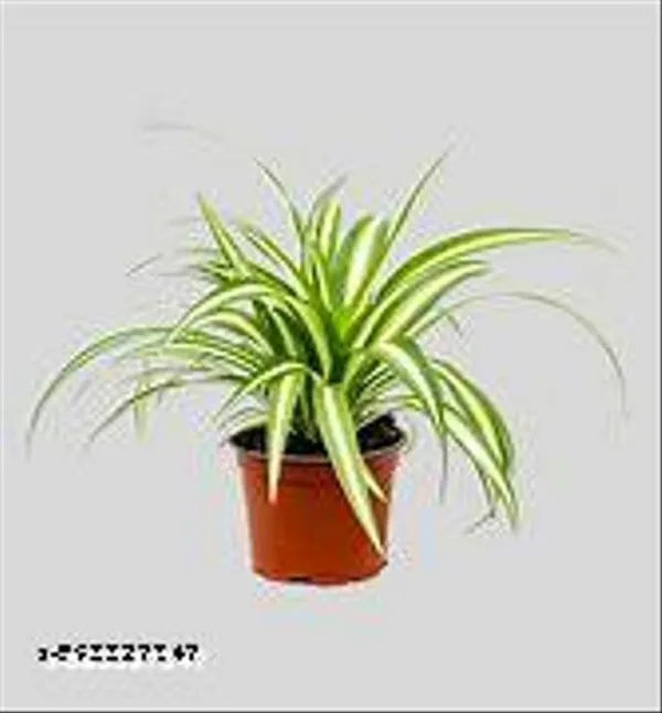 Natural_Live_Spider_Plant_For_Home_Decor_With_4_Inch_Nursery_Pot