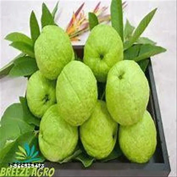 Natural_Taiwan_Pink_Guava_Plant_Hybrid_With_Grow_Bag