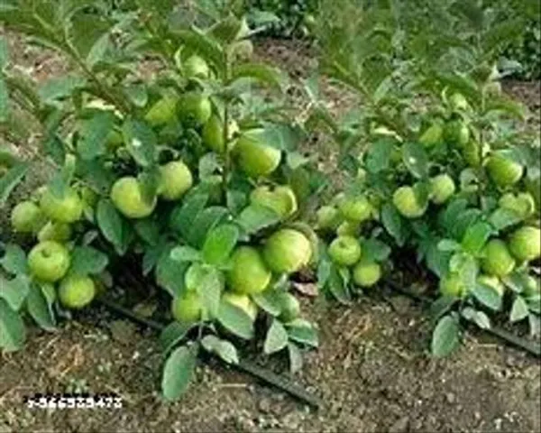 Natural_Taiwan_Pink_Guava_Plant_Hybrid_With_Grow_Bag