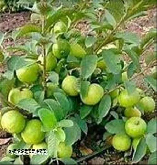 Natural_Taiwan_Pink_Guava_Plant_Hybrid_With_Grow_Bag