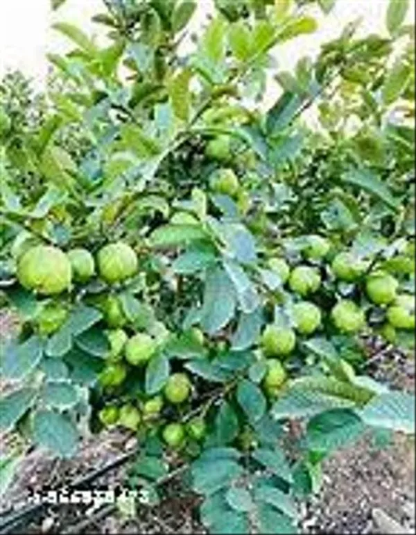 Natural_Taiwan_Pink_Guava_Plant_Hybrid_With_Grow_Bag