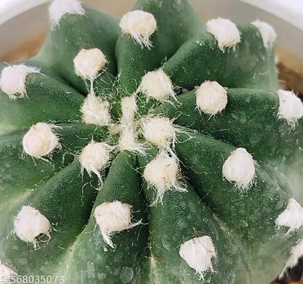 Natural_Echinoids_Subdenudata_Cactus_Plant_Bare_Rooted_3_Inch_Diameter