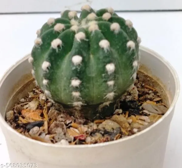 Natural_Echinoids_Subdenudata_Cactus_Plant_Bare_Rooted_3_Inch_Diameter