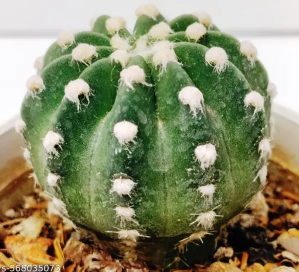 Natural_Echinoids_Subdenudata_Cactus_Plant_Bare_Rooted_3_Inch_Diameter
