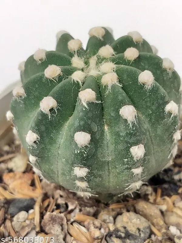 Natural_Echinoids_Subdenudata_Cactus_Plant_Bare_Rooted_3_Inch_Diameter