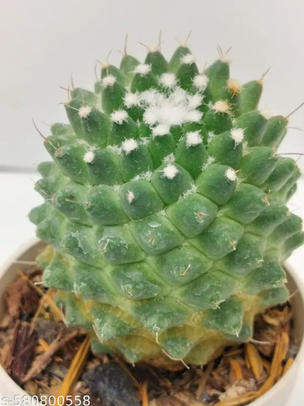 Natural_Mammillaria_Magni_Mamma_Barefooted
