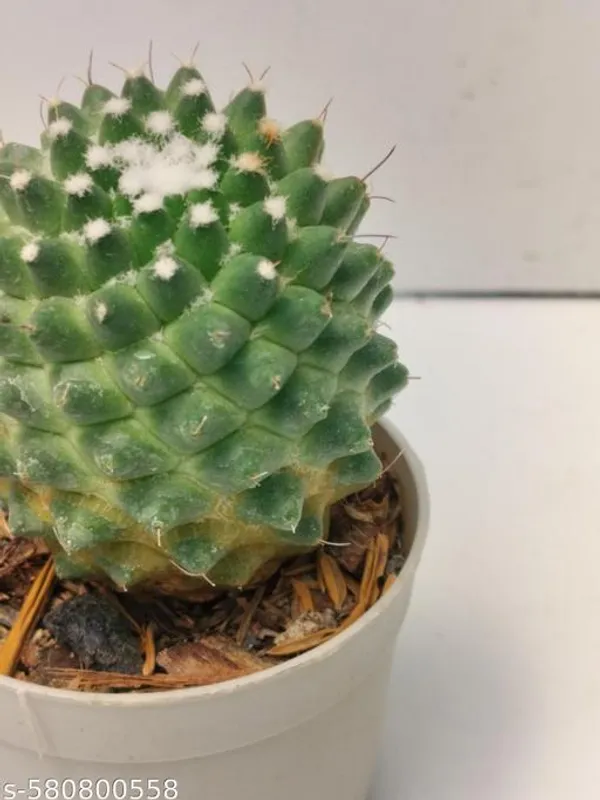 Natural_Mammillaria_Magni_Mamma_Barefooted