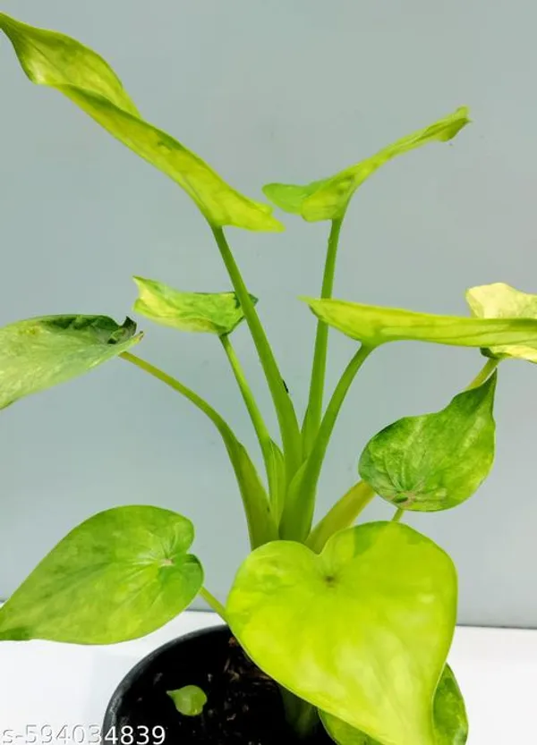 Natural_Alocasia_Cucullata_Rare_Plant_For_Home_Decor