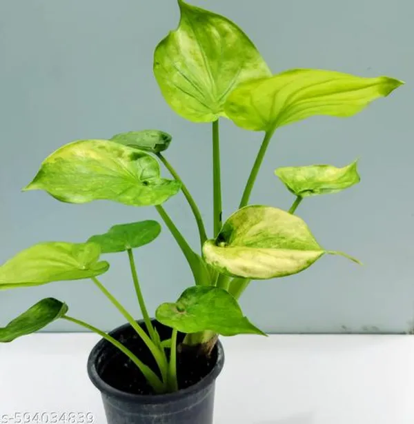 Natural_Alocasia_Cucullata_Rare_Plant_For_Home_Decor