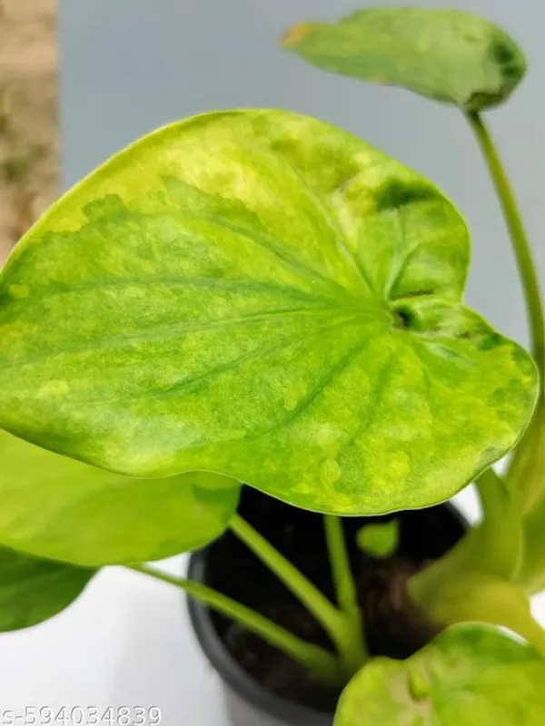 Natural_Alocasia_Cucullata_Rare_Plant_For_Home_Decor