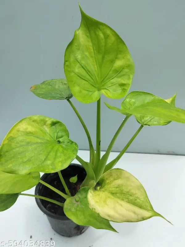 Natural_Alocasia_Cucullata_Rare_Plant_For_Home_Decor