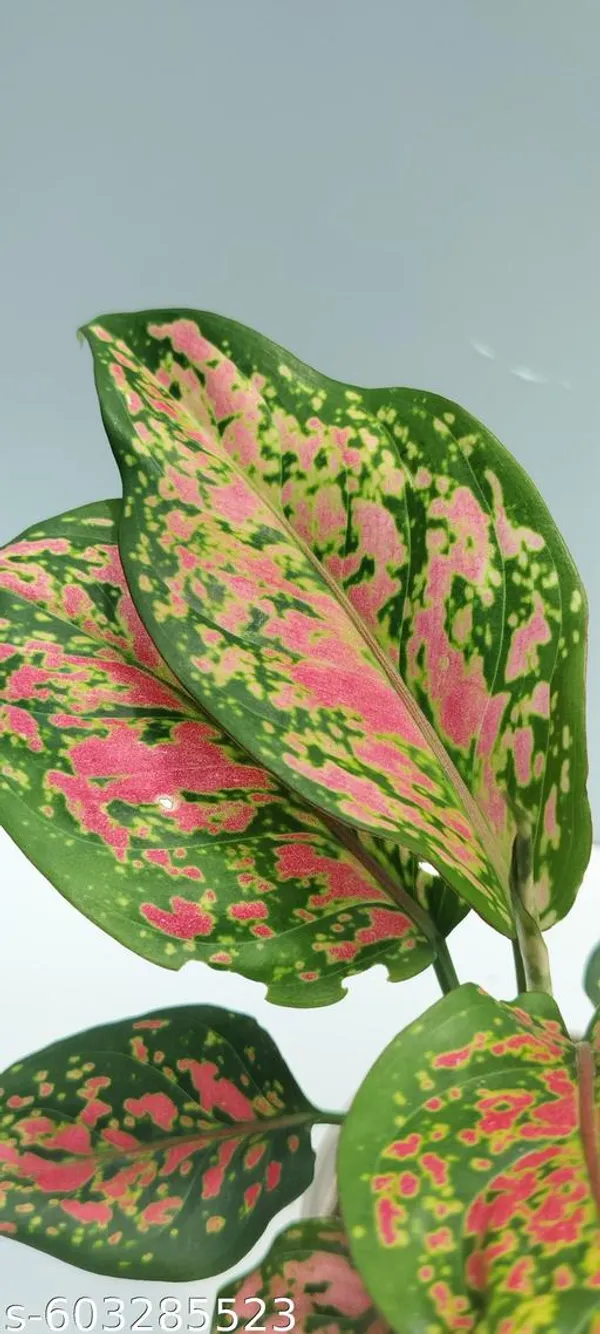 Natural_Aglaonema_Pink_Plant_With_Without_Pot_For_Indoor