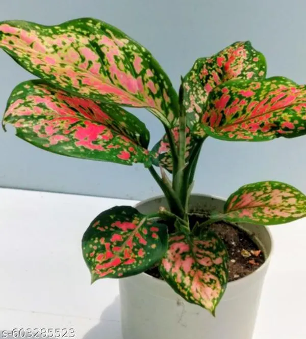 Natural_Aglaonema_Pink_Plant_With_Without_Pot_For_Indoor