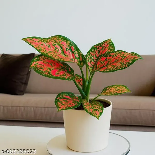 Natural_Aglaonema_Pink_Plant_With_Without_Pot_For_Indoor