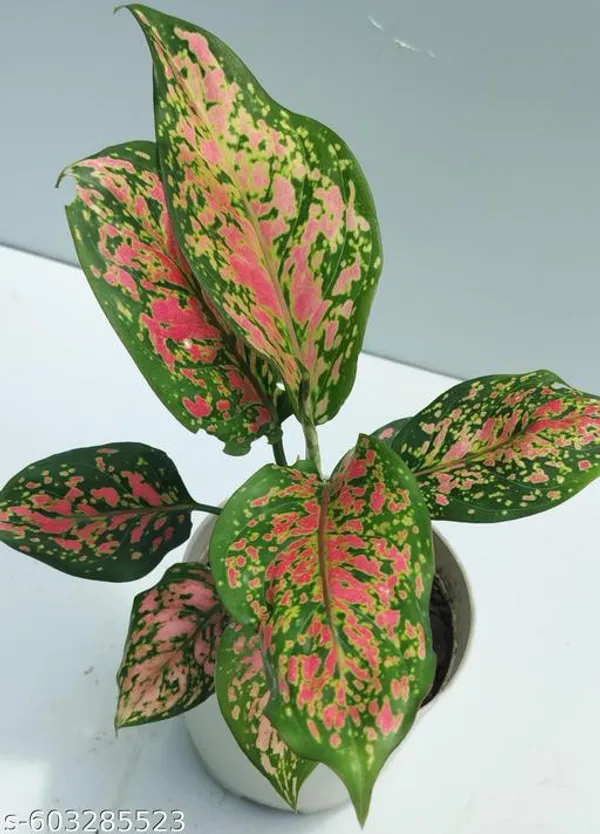 Natural_Aglaonema_Pink_Plant_With_Without_Pot_For_Indoor