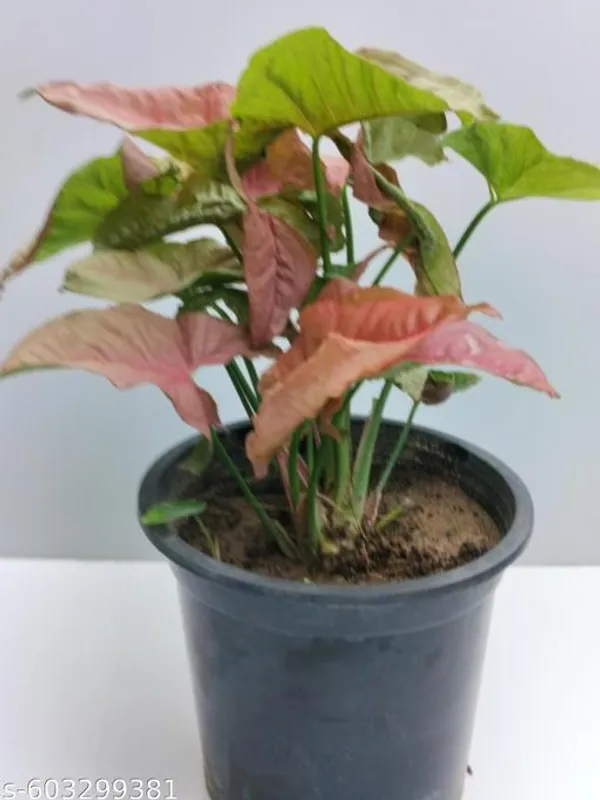 Natural_Syngonium_Pink_Plant_For_Home_Decor