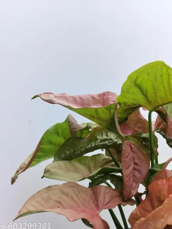Natural_Syngonium_Pink_Plant_For_Home_Decor