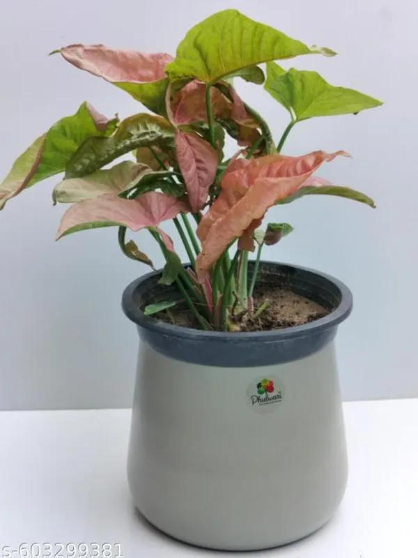 Natural_Syngonium_Pink_Plant_For_Home_Decor