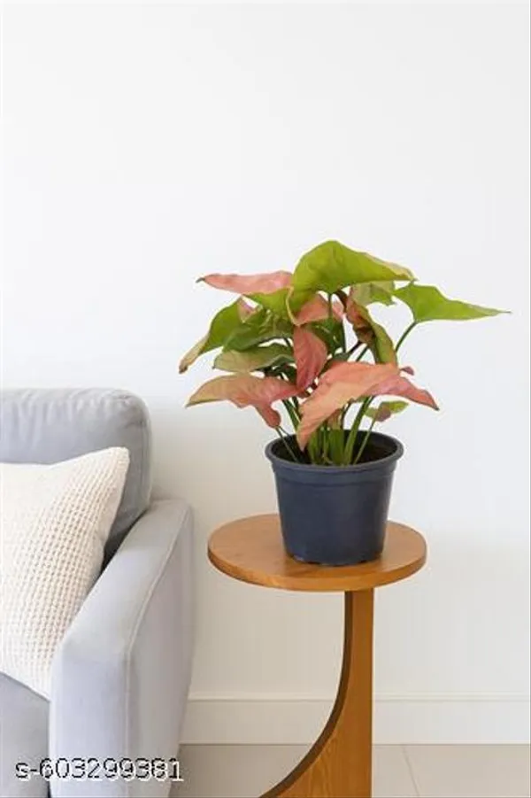 Natural_Syngonium_Pink_Plant_For_Home_Decor