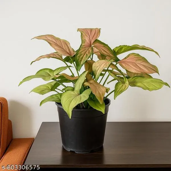 Natural_Syngonium_Butterfly_Plant_For_Home_Decor