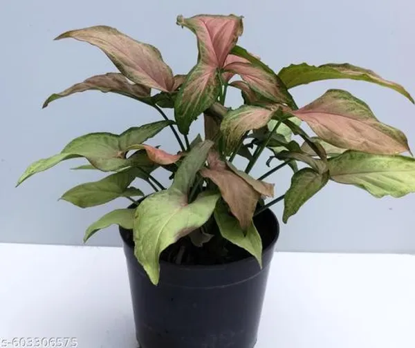 Natural_Syngonium_Butterfly_Plant_For_Home_Decor