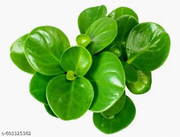 Natural_Live_Peperomia_Plant_In_4_Inch_Full_Pot